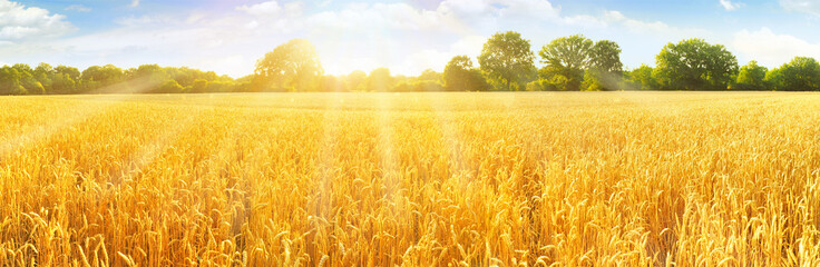 Weizenfeld mit Himmel im Sommer - Panorama