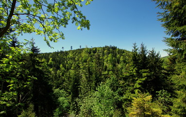 Wierzchołki zielonych drzew - krajobraz wzgórz w polskim lesie - obrazy, fototapety, plakaty