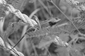 Orange lizard in green vegetation - black and white