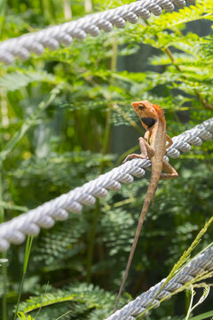 Orange tropical lizard on steel cables
