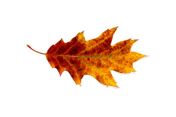 ein einzelnes Blatt vor weißem Hintergrund