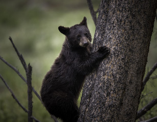 Black bear cub climbing tree in forest © Greg Westbrook