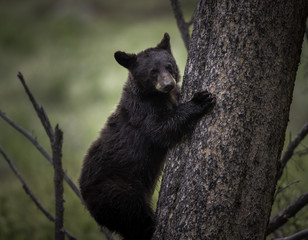 Black bear cub climbing tree in forest