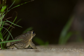 Frog with illumination at night