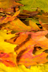 verschiedenfarbige Blätter im Herbst in einem Park