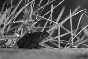 Frog on the path at night - black and white