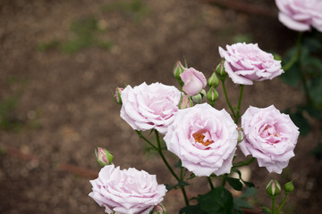 Pink roses in sadly mood 