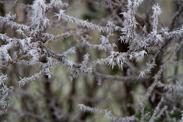 Frozen twigs