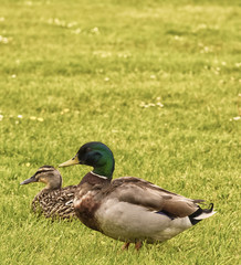 Two Ducks in a Field.