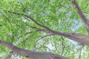 Big green tree with branch on sunny day view from bottom