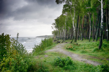 Birch grove on the shore of the grey stormy Baltic sea in the rainy spring weather