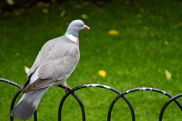 Sitting Pigeon