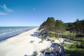 Pines on Baltic sea coast, Latvia.