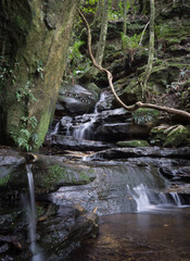 Naklejka na ściany i meble Hidden falls in the Rainy Forest, Blue Mountains, Australia.