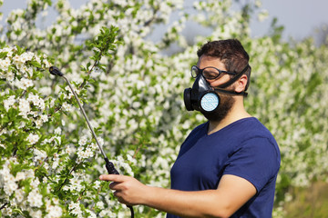 Worker spraying cherry tree. He have protective mask.