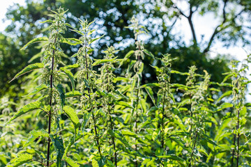 urticaria plant 