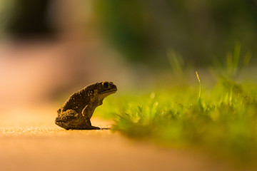 Depth of field on a frog at night time