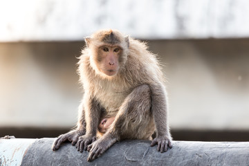 Monkey in Bangkok Thailand 