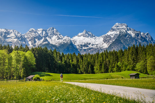 Hiker on path, idyllic alpine landscape, blooming meadow with snow-covered peaks in the background, Salzburger Land, Austria
