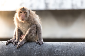 Fototapeta premium The Monkey in Bangkok Thailand 