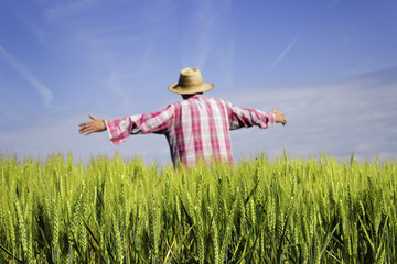 Human scarecrow in beautiful green wheat field