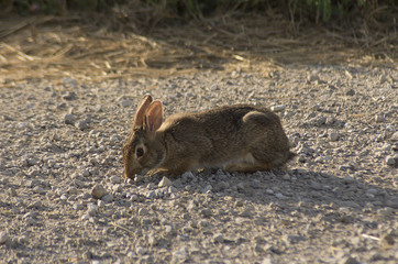 Wild rabbit on a gravel road