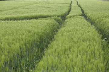 Gerstenfeld im Frühjahr