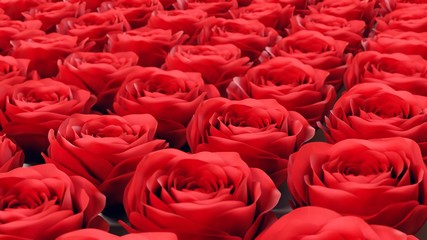 Uniformly packed grid of Red roses under neutral studio lighting.
