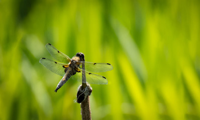 Dragonfly