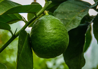 Zielona cytryna na krzewie.