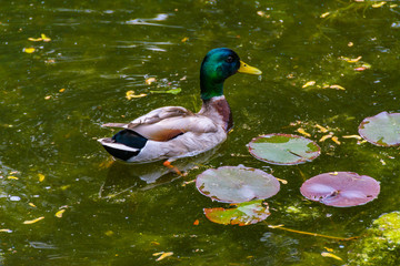 Kaczka w stawie, kropla wody kapiąca z dzioba kaczki. © Zbigniew