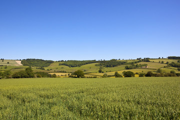 Fototapeta na wymiar scenic oat crop