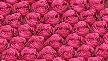 Tight isometric grid of pink roses