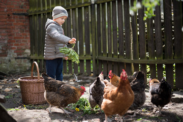 Boy feeding hens in the yard