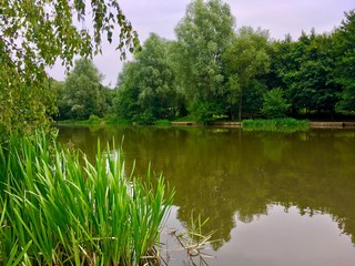 View Of Lake And Trees From Waters Edge