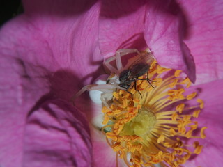 Little spider is sitting in a Bud of rose hips. He caught the fly and eats it.