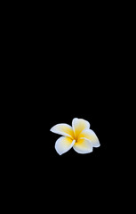 Naklejka premium Delicate open white and yellow frangipani flower moist with morning dew isolated on black