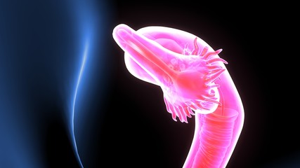 3d illustration of female reproduction system anatomy