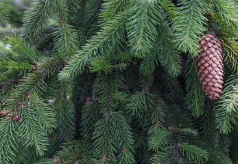 Rare species of trees -  spruce Acrocona, branches and pine cone, background