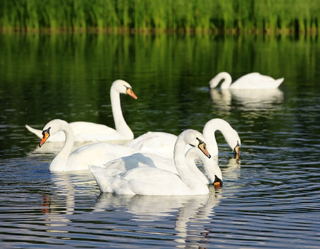 Beautiful white swans swimming in countryside river