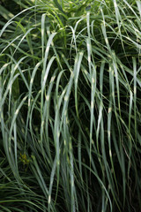 Long Grass Close-up