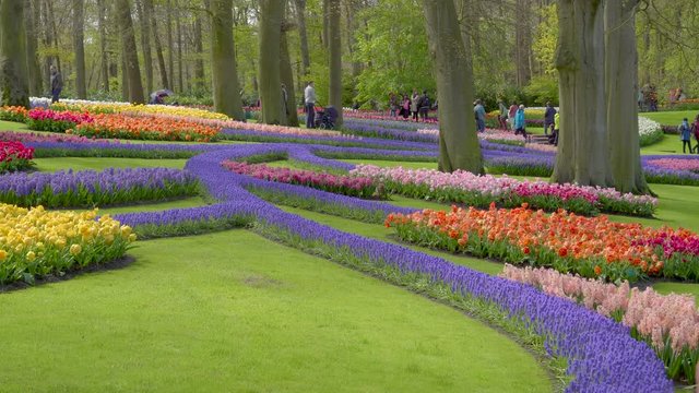 934_View_of_the_landscape_colorful_flowers_in_the_flower_garden.mov