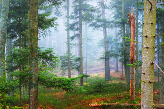 Fototapeta A distant path in a misty pine forest. French Alsace, Vosges mountains