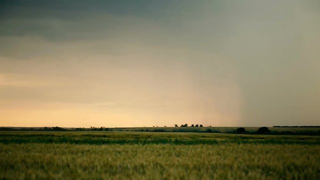 Stormy clouds are gray-blue over the field with grain, wheat. Evening time, sunset, dark. Summer Thunderclouds slide