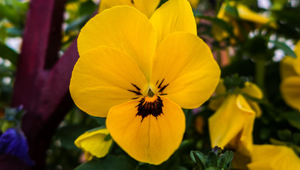 a yellow flower on a sunny spring day