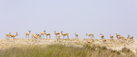 A wide-cropped view of springbok atop a dune near a water-hole in the Etosha Wildlife Reserve in...