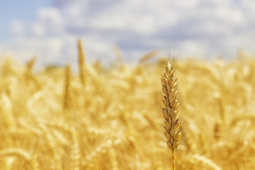 One ear of wheat in focus