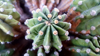Close up of Cactus. Cactus thorns. Macro cactus thorns. Close up
