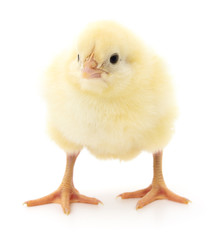 Fototapeta premium Small yellow chicken