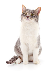 Cat on a white background